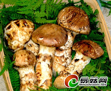 79278_201405080615191Ez08