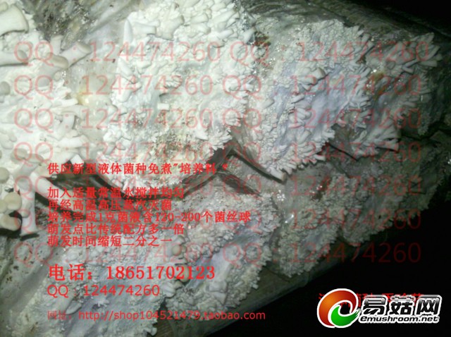 640 秀珍菇118