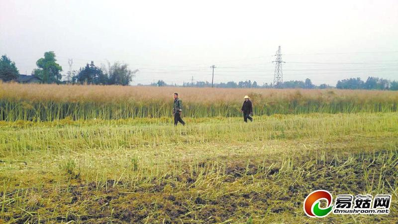 1110850155_14010632022651n