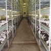 供应双孢菇培养床及采菇车