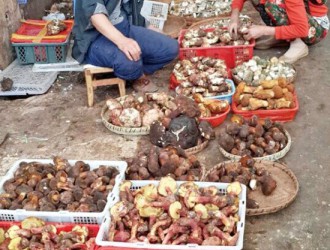 昆明野生菌：餐馆需求旺 出口压力大