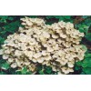收购全干猪苓，无杂质，价高勿扰。