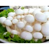 求购白玉菇，海鲜菇