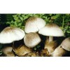 求购草菇原种母种栽培种