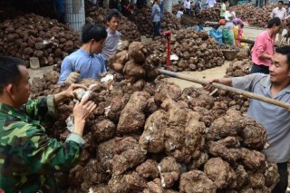 靖州茯苓“集散”全国