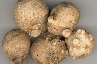 云和成功培育出“袋料茯苓”