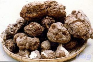 靖州茯苓顺利通过农产品地理标志品质鉴证和现场核查