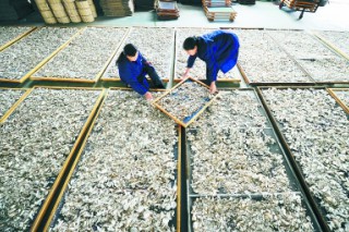 台商专程考察湖南靖州茯苓产业