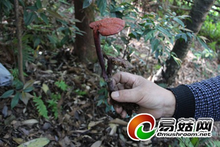 xinhua_sc_yibin20147890642.892132