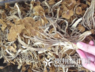 贵阳野生菌价格居高不下 1斤黄丝菌可买6斤肉