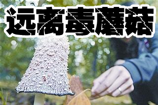 做个远离毒蘑菇的好吃货　蘑菇不熟悉不吃！