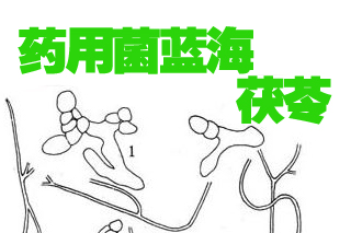 茯苓产业探索——“小菌种”如何逆袭成就“大产业”？