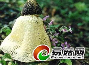 01300000097537121130184607778_s