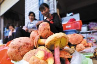 南华野生菌的蜕变之路