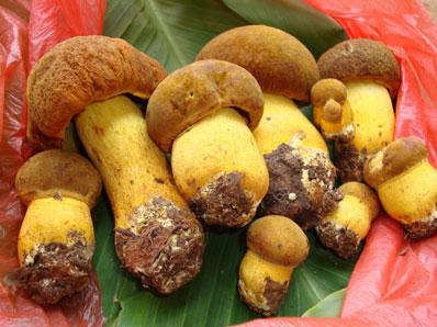 南华县野生菌变高端商品