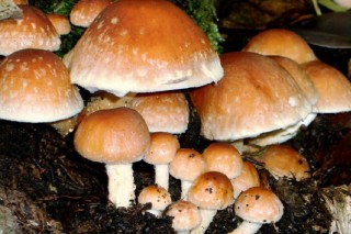 两项野生菌培育难题被攻破