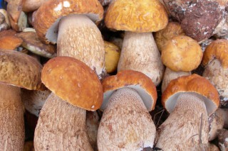 今年云南野生菌出口力争1.6亿美元