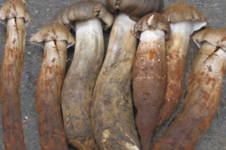 南华县野生菌陆续上市