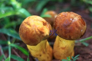 云菌品牌为何来去匆匆