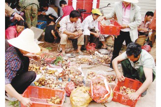 云南市面菌价降至百元左右 野生菌扎堆上市