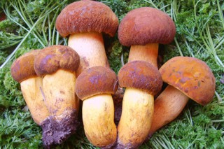 林下种植人工野生菌再上新台阶