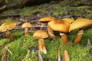 “野生菌王国”怎样长成？