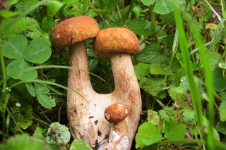 探究云南野生菌可持续发展之路