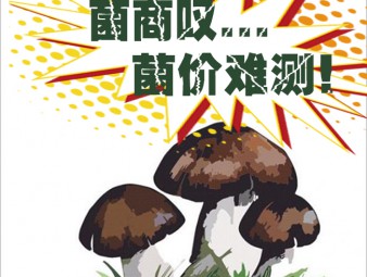 野生菌扎堆上市 菌商感叹售价难测