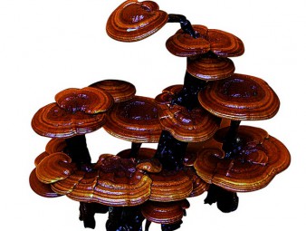 掘金灵芝人工栽培 创富“灵”透一方