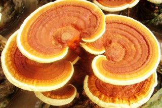 中国科学院微生物研究所为栽培灵芝正名