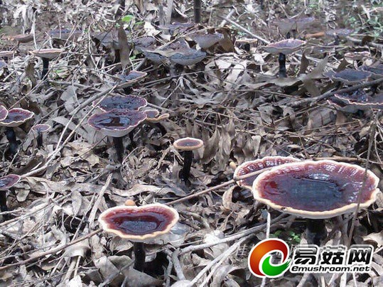 1111760935_14060934429911n