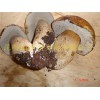 新鲜美味牛肝菌