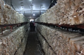 河北省农科院ManBetX体育栽培料灭菌方法获国家发明专利