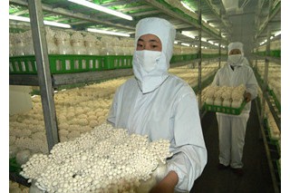 ManBetX体育企业使用二氧化氯消毒剂漂白菌菇遭查封