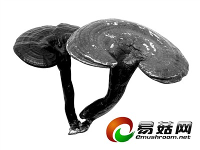 20140801131621_04eyy9ggb3