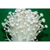 求购白色金针菇试管种