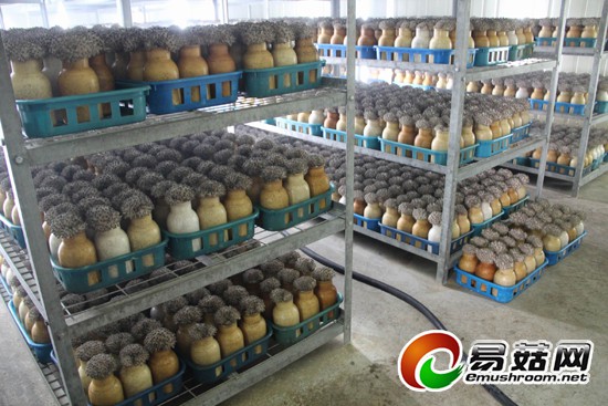 隆谷养菇场鸿喜菇