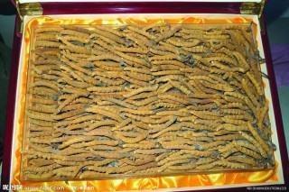 冬虫夏草资源遇“寒冬”或倒逼产业走向理性