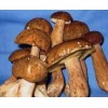 大量求购大腿蘑，大腿蘑干片