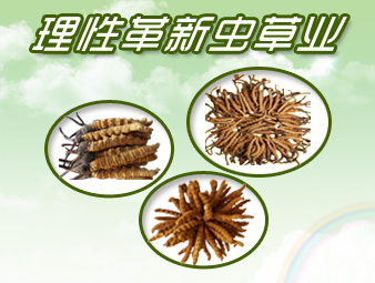 虫草经济遭遇“寒冬”　产业倒逼走向理性新“拐点”