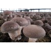 香菇 鲜品 干品