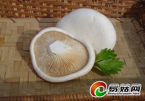 白灵菇