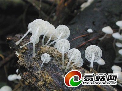 621166_hnrbtp1_1414310190968_b