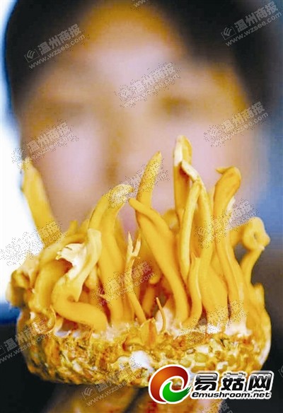 北方虫草花在温培植成功