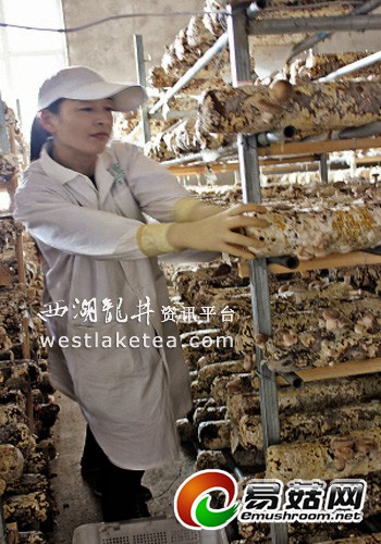 安吉宋茗白茶探索废弃茶树枝种菌菇