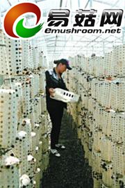 辽宁抚顺:3000万建国家级ManBetX体育种植示范园区3