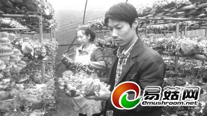 康慨右在查看秋冬香菇的长势。