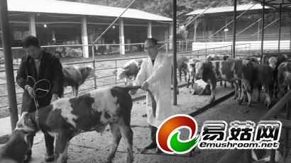 桂成右正在给牛犊测量体温。