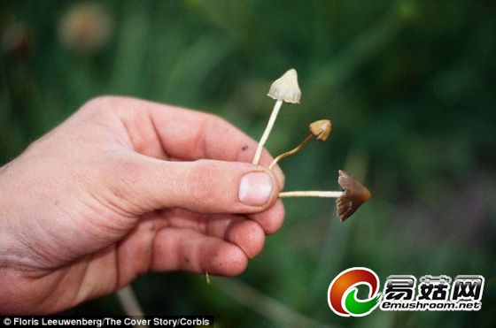 迷幻蘑菇引发生动的幻觉,常使颜色看上去好像达到饱和一样,令物体界线变得模糊不清。有些食用迷幻蘑菇的人说,他们经历了心灵体验