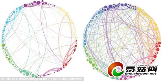 扫描显示,迷幻蘑菇的活性成分——裸盖菇素使人产生一个超连通思想(右图)。这个思想把通常毫无关系的大脑区域连接起来。左图展示了志愿者服用安慰剂后大脑的变化。
